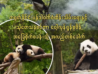 တရုတ်နိုင်ငံ ပန်ဒါဝက်ဝံထိန်းသိမ်းရေးနှင့် သုတေသနစင်တာ ဝေါ့လုန်ရှန်စုဖိန်အခြေစိုက်စခန်းသို့ အလည်တစ်ခေါက် ကြည့်ရှုခြင်း